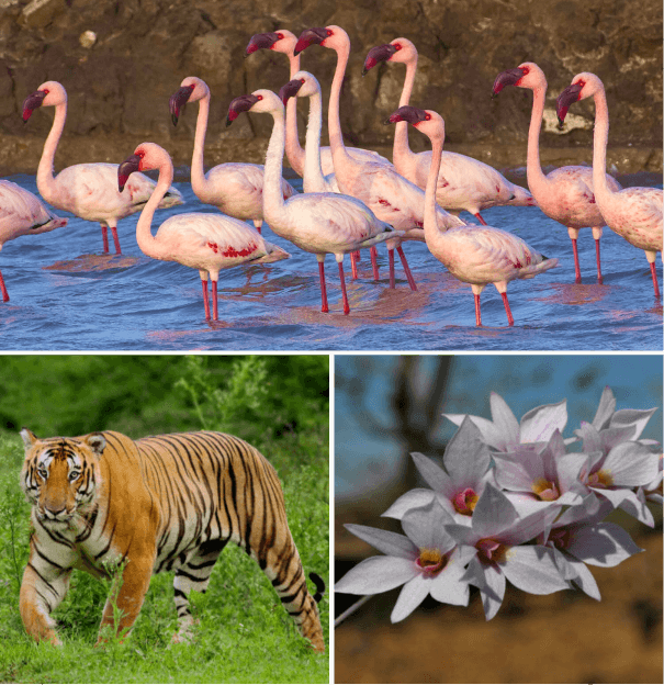 Flamingos, a tiger and flowers — biodiversity featured by BNHS
