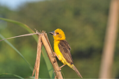 A weaver bird photographed by BNHS
